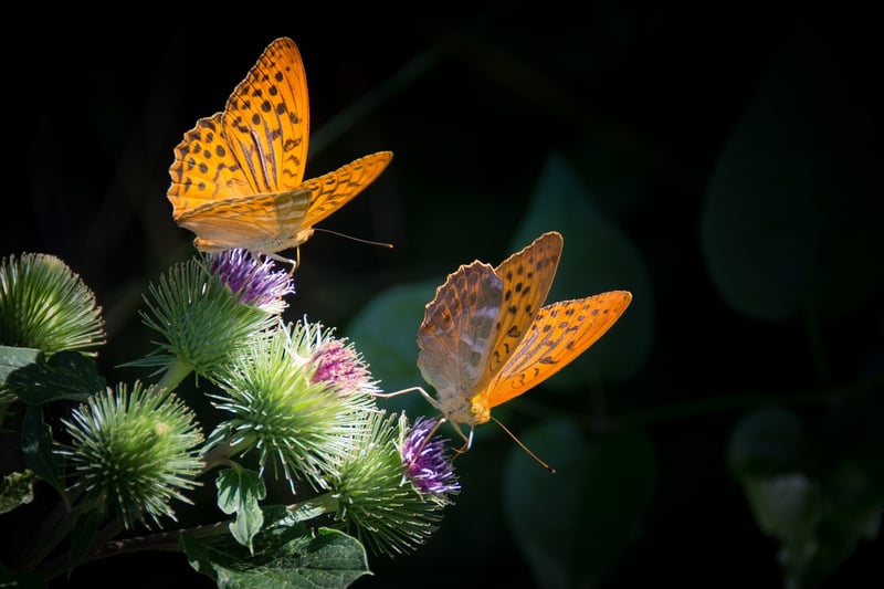 Butterfly in a garden